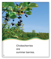 Summer Berries