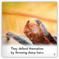 Tarantula from Zoozoo Animal World