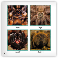 Tarantula from Zoozoo Animal World