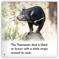 Tasmanian Devil from Zoozoo Animal World