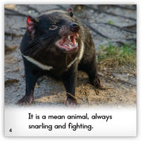 Tasmanian Devil from Zoozoo Animal World