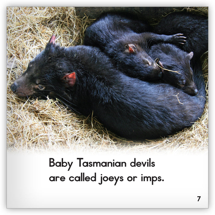 Tasmanian Devil from Zoozoo Animal World
