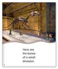 The Dinosaur Museum