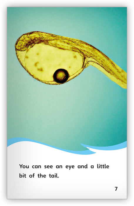 The Life Cycle of a Fish - Fables & the Real World - Hameray Publishing