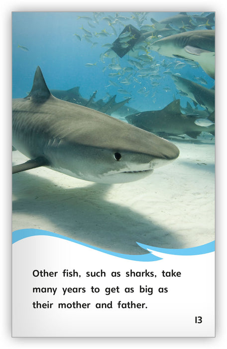 The Life Cycle of a Fish - Fables & the Real World - Hameray Publishing