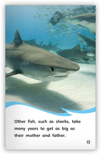 The Life Cycle of a Fish Leveled Book