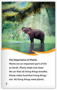 The Life Cycle of a Plant