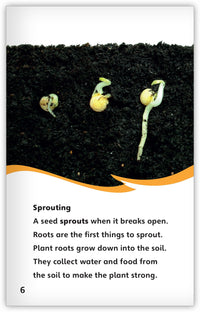 The Life Cycle of a Plant