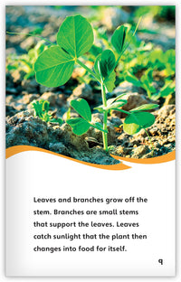 The Life Cycle of a Plant