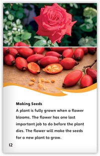 The Life Cycle of a Plant