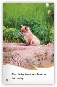 The Life of a Fox from Fables & the Real World