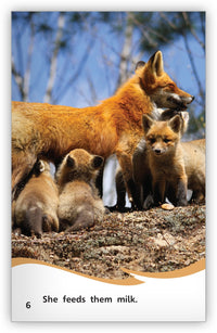 The Life of a Fox Big Book from Fables & the Real World