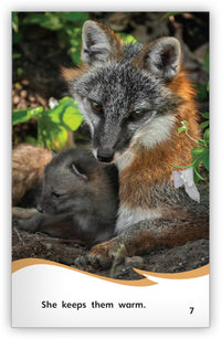 The Life of a Fox Big Book from Fables & the Real World