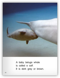 The White Whale from Kaleidoscope Collection