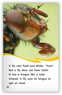 Through the Eyes of a Fly from Fables & the Real World