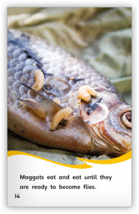 Through the Eyes of a Fly Leveled Book