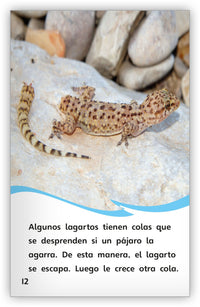 Todo sobre los lagartos from Fábulas y el Mundo Real