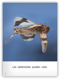 Todo sobre los saltamontes from Colección Caleidoscopio