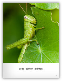 Todo sobre los saltamontes from Colección Caleidoscopio