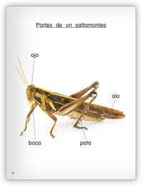 Todo sobre los saltamontes from Colección Caleidoscopio