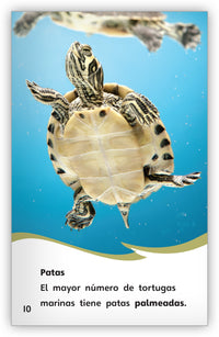 ¿Tortuga marina o tortuga terrestre? from Fábulas y el Mundo Real