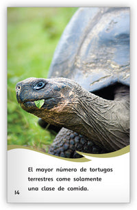 ¿Tortuga marina o tortuga terrestre? from Fábulas y el Mundo Real