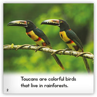 Toucan from Zoozoo Animal World