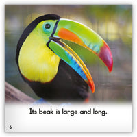 Toucan from Zoozoo Animal World