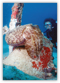 Treacherous Tentacles from Underwater Encounters