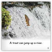 Trout from Zoozoo Animal World