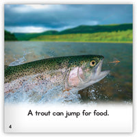 Trout from Zoozoo Animal World