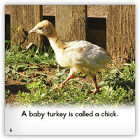 Turkey from Zoozoo Animal World