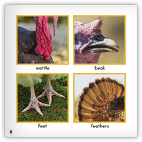 Turkey from Zoozoo Animal World