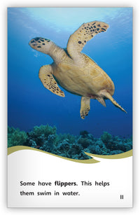 Turtle or Tortoise? from Fables & the Real World