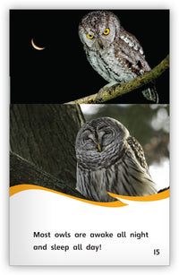 Unusual Owls from Fables & the Real World