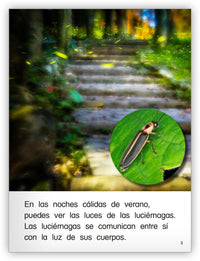 Voladores nocturnos from Colección Caleidoscopio