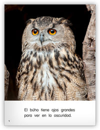 Voladores nocturnos from Colección Caleidoscopio