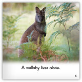 Wallaby from Zoozoo Animal World