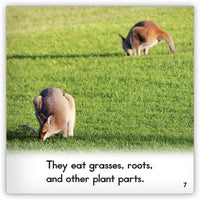 Wallaby from Zoozoo Animal World