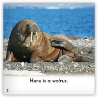 Walrus Leveled Book