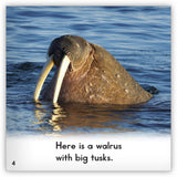 Walrus from Zoozoo Animal World