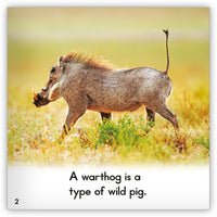 Warthog from Zoozoo Animal World