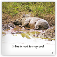 Warthog from Zoozoo Animal World