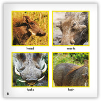 Warthog from Zoozoo Animal World