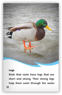 Water Birds from Fables & the Real World