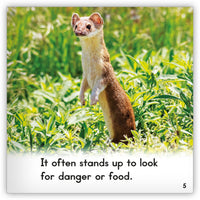 Weasel from Zoozoo Animal World