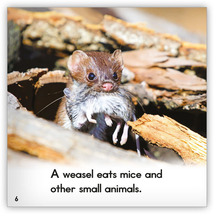 Weasel from Zoozoo Animal World