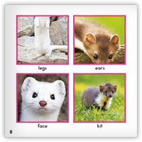 Weasel from Zoozoo Animal World