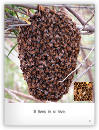 Where Does It Live? from Kaleidoscope Collection