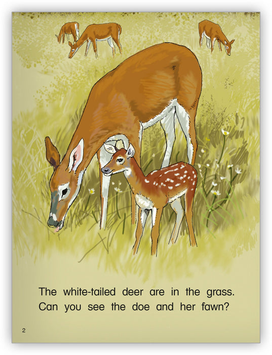 White-Tailed Deer from Kaleidoscope Collection